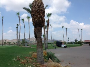 Tree Removal Services in North Scottsdale by Andy's Tree Service.